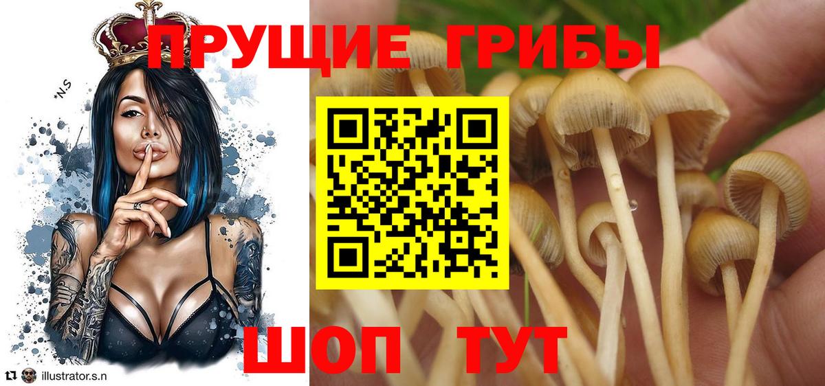 Галлюциногенные грибы Psilocybine cubensis  Лениногорск 